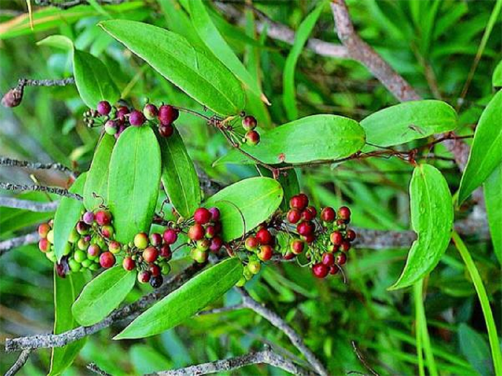 Thổ phục linh thanh nhiệt, giải độc, giúp bảo vệ gan và thận trong quá trình điều trị vảy nến