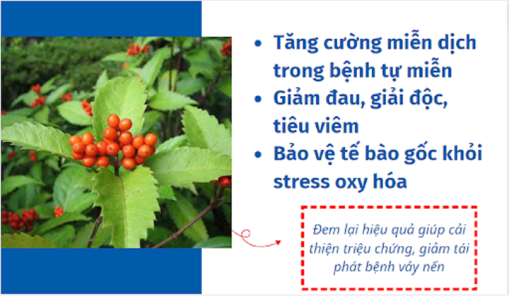 Sói rừng thảo dược hiệu quả trong kiểm soát bệnh vảy nến