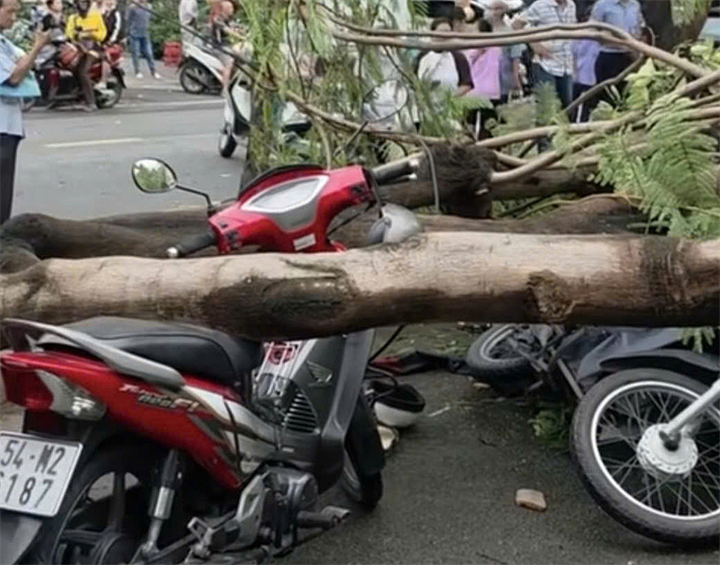 Cây đổ đè lên hai xe máy. Ảnh: Đình Văn/VnExpress
