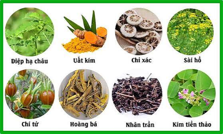 Sử dụng thảo dược giúp hỗ trợ chức năng gan mật mỗi ngày