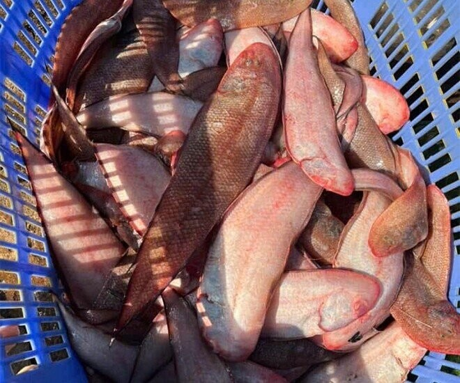 Cá thờn bơn gây chú ý bởi ngoại hình dẹt, lạ mắt nhưng lại sở hữu phần thịt trắng ngọt, thơm béo và ít xương dăm. Ảnh: Thời báo Văn học Nghệ thuật