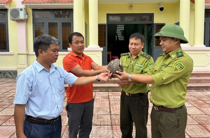 Cá thể tê tê quý hiếm sẽ được thả về tự nhiên. Ảnh: UBND xã Sơn Hạ/Lao động