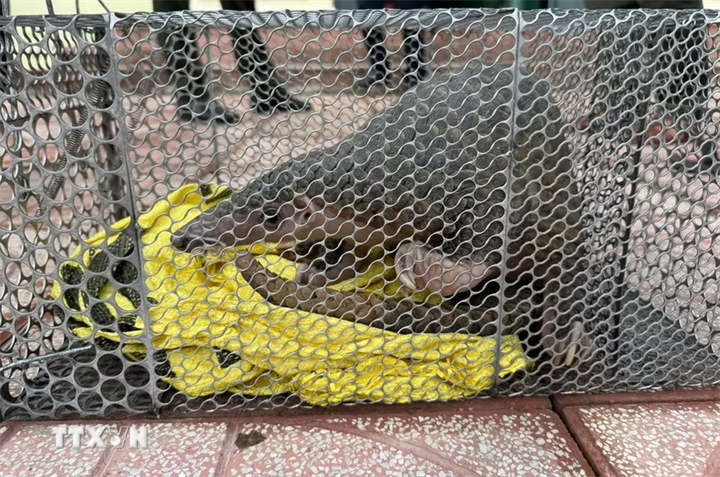Cá thể tê tê có trọng lượng 3,2kg, là loài động vật rừng nguy cấp, quý, hiếm thuộc nhóm IB. (Ảnh: TTXVN phát)