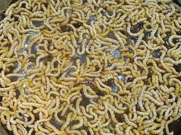 Sâu chít là loài ấu trùng sống ký sinh trong thân cây chít. Ảnh: Tri thức & Cuộc sống