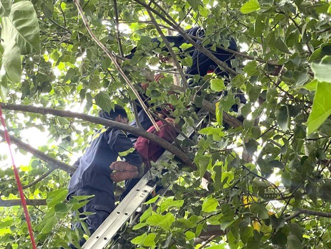 Cán bộ, chiến sĩ Đội Chữa cháy và cứu nạn, cứu hộ khu vực 2 (thuộc Phòng Cảnh sát PCCC và CNCH, Công an tỉnh Khánh Hòa) giải cứu nạn nhân mắc kẹt trên cây cao gần 12m. (Ảnh: Phương Linh/Lao động)