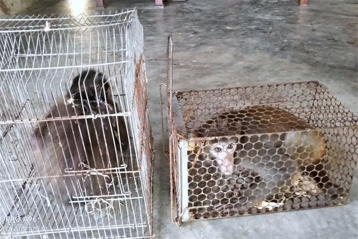 Hai cá thể khỉ quý hiếm xuất hiện trong vườn nhà dân ở xã Châu Bình. Ảnh: Tiền Phong