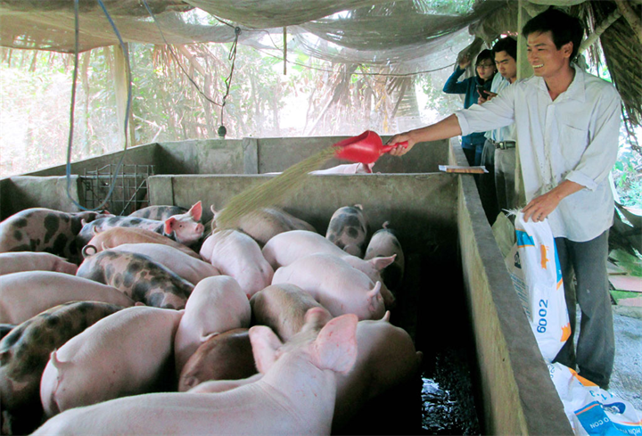 Dù hộ nông dân nhỏ lẻ bỏ đàn, nguồn cung thị trường vẫn được đảm bảo nhờ các doanh nghiệp/trang trại chăn nuôi quy mô lớn. Ảnh: Thanh Niên