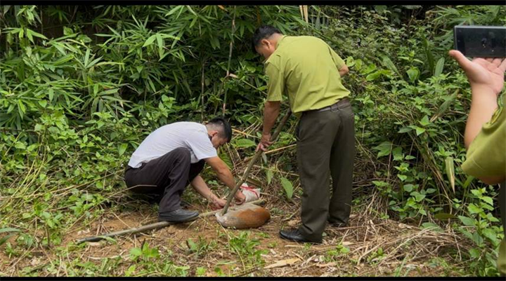 Các lực lượng chức năng tiến hành thả cá thể Rắn hổ mang chúa về môi trường tự nhiên. Ảnh: Cổng thông tin điện tử kiểm lâm Tuyên Quang