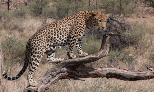 Bất ngờ bị báo tấn công, người đàn ông 45 tuổi tử vong thương tâm