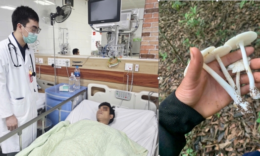 Ăn nấm hái trong rừng, nhiều người suy gan, suy đa tạng nguy kịch