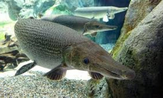 Công an thông tin về vụ 13 người ngộ độc do ăn trứng cá cảnh