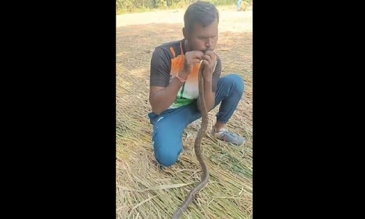 Người đàn ông thực hiện hô hấp nhân tạo, cứu con rắn bất tỉnh do bị điện giật